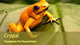  Presentation with poison - PPT theme with terribilis orange most poisonous animal background and a tawny brown colored foreground