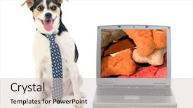  Presentation with biscuit - Beautiful presentation featuring terrier breed dog wearing tie sitting near laptop with dog biscuit screen saver backdrop and a lemonade colored foreground