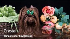  Presentation with coffee - Amazing slide set having terrier coffee rare color exclusive backdrop and a wine colored foreground