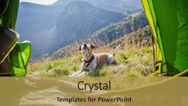  Presentation with cute cat and dog - Colorful PPT layouts enhanced with terrier dog in the mountain backdrop and a  colored foreground