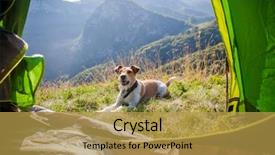  Presentation with cute cat and dog - Colorful PPT layouts enhanced with terrier dog in the mountain backdrop and a  colored foreground