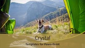  Presentation with cute cat and dog - Amazing PPT layouts having terrier dog in the mountain backdrop and a  colored foreground