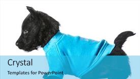  Presentation with five sided blue to white - Slide set consisting of terrier puppy wearing blue dog background and a cyan colored foreground