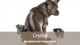  Presentation with greyhound - Amazing presentation theme having terrier rhodesian ridgeback italian greyhound backdrop and a violet colored foreground