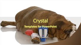  Presentation with english bulldog - Slides with test dog - english bulldog laying beside toy background and a tawny brown colored foreground