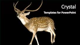  Presentation with deer - Colorful PPT theme enhanced with testicles - chital or axis deer stag backdrop and a black colored foreground