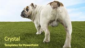  Presentation with british - Colorful slide deck enhanced with testicles - rear view of a male backdrop and a tawny brown colored foreground