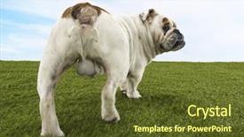  Presentation with british - Cool new slide deck with testicles - rear view of a male backdrop and a tawny brown colored foreground