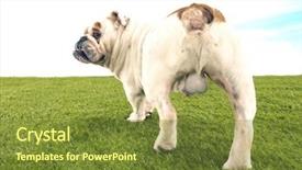  Presentation with rear view mirror - Amazing slide deck having testicles - rear view of a male backdrop and a tawny brown colored foreground