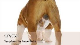  Presentation with english bulldog - Beautiful slides featuring testicles - tact male english bulldog standing backdrop and a coral colored foreground