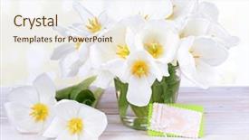  Presentation with tulips - Slide deck featuring tet holiday - beautiful bouquet of white tulips background and a sky blue colored foreground