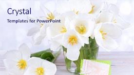  Presentation with tulips - PPT theme having tet holiday - beautiful bouquet of white tulips background and a sky blue colored foreground