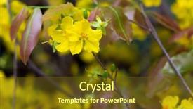  Presentation with tet vietnam - Presentation featuring tet holiday - hoa mai tree ochna integerrima background and a tawny brown colored foreground