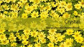  Presentation with new year - Colorful slide deck enhanced with tet holiday - vibrant yellow flowerbed for new backdrop and a gold colored foreground