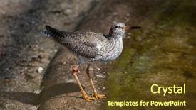  Presentation with underwater wild nature sea life - Presentation theme enhanced with tetanus - common redshank tringa totanus wild background and a tawny brown colored foreground