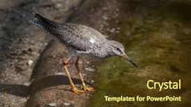  Presentation with tetanus - PPT layouts enhanced with tetanus - common redshank tringa totanus wild background and a tawny brown colored foreground