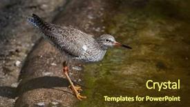  Presentation with underwater wild nature sea life - Amazing presentation having tetanus - common redshank tringa totanus wild backdrop and a tawny brown colored foreground