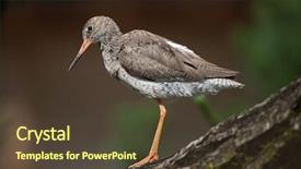  Presentation with safari park beautiful wildlife animal - Slide set enhanced with tetanus - common redshank tringa totanus wildlife background and a tawny brown colored foreground