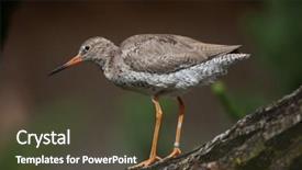  Presentation with safari park beautiful wildlife animal - Presentation design enhanced with tetanus - common redshank tringa totanus wildlife background and a tawny brown colored foreground
