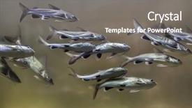  Presentation with catfish - Beautiful theme featuring tete sea catfish ariopsis seemanni backdrop and a gray colored foreground