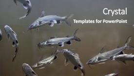  Presentation with catfish - Beautiful slides featuring tete sea catfish ariopsis seemanni backdrop and a gray colored foreground