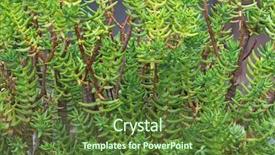  Presentation with grown - Audience pleasing PPT layouts consisting of tetragona succulent plant with woody backdrop and a tawny brown colored foreground