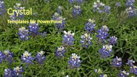  Presentation with texas - Colorful slides enhanced with texas bluebonnets backdrop and a tawny brown colored foreground