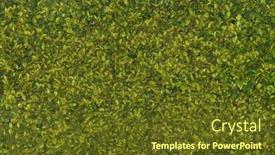  Presentation with texas - Beautiful slide deck featuring texas-privet-hedge-background backdrop and a tawny brown colored foreground