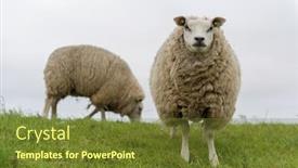 Presentation with sheep - Slide deck enhanced with texel sheep on dyke background and a tawny brown colored foreground