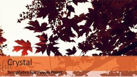  Presentation with thanksgiving or fall greeting - Cool new presentation with text against branch of maple backdrop and a coral colored foreground