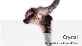  Presentation with maine - Slide set consisting of text beautiful domestic kitty background and a white colored foreground