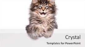  Presentation with maine - Colorful slide set enhanced with text beautiful domestic kitty backdrop and a light gray colored foreground