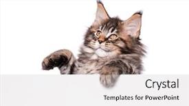  Presentation with hello kitty cute little kitten - Cool new slide deck with text beautiful domestic kitty backdrop and a light gray colored foreground