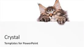  Presentation with maine - Presentation theme featuring text beautiful domestic kitty background and a white colored foreground