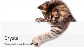  Presentation with maine - Amazing presentation theme having text beautiful domestic kitty backdrop and a light gray colored foreground
