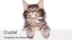  Presentation with maine - Presentation theme consisting of text beautiful domestic kitty background and a light gray colored foreground