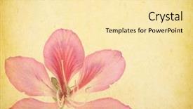  Presentation with grunge flower - Cool new PPT layouts with text features - bauhinia flower on grunge abstract backdrop and a  colored foreground