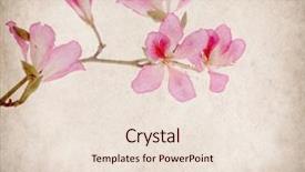  Presentation with grunge flower - Audience pleasing PPT theme consisting of text features - bauhinia flower on grunge abstract backdrop and a  colored foreground