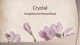  Presentation with grunge flower - Slide set enhanced with text features - bauhinia flower on grunge abstract background and a  colored foreground