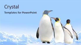  Presentation with banner blue - Audience pleasing presentation theme consisting of text mock up template backdrop and a light blue colored foreground