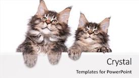  Presentation with cats - Amazing presentation theme having text two beautiful domestic kitty backdrop and a light gray colored foreground