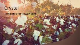  Presentation with season - PPT layouts consisting of textile history - cotton field at sunrise autumn background and a coral colored foreground