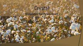  Presentation with harvest - Presentation having textile history - cotton field background ready background and a coral colored foreground