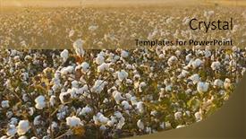  Presentation with cotton - Cool new presentation with textile history - cotton field background ready backdrop and a yellow colored foreground