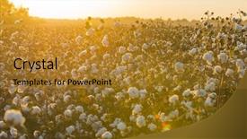  Presentation with harvest - Presentation theme having textile history - cotton field background ready background and a gold colored foreground