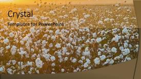  Presentation with cotton - Audience pleasing PPT theme consisting of textile history - cotton field background ready backdrop and a yellow colored foreground