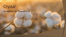  Presentation with harvest - Theme consisting of textile history - cotton field background ready background and a yellow colored foreground