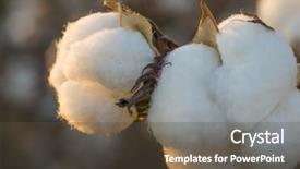  Presentation with cotton - Slide deck consisting of textile history - cotton field background ready background and a tawny brown colored foreground