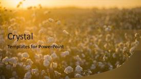  Presentation with harvest is plentious - PPT theme with textile history - cotton field background ready background and a gold colored foreground