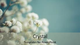  Presentation with breath - Theme enhanced with gypsophila baby's-breath flowers background and a light gray colored foreground